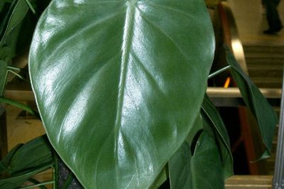 Heartleaf Philodendron_scandens subsp_oxycardium