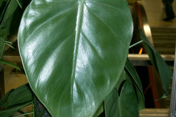 Heartleaf Philodendron_scandens subsp_oxycardium