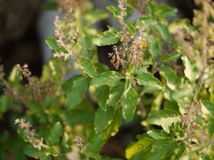 Holy Basil_Ocimum tenuiflorum