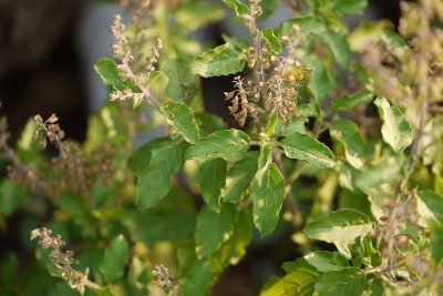 Holy Basil_Ocimum tenuiflorum