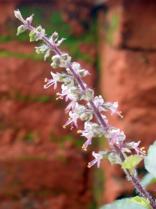 Holy Basil Flower