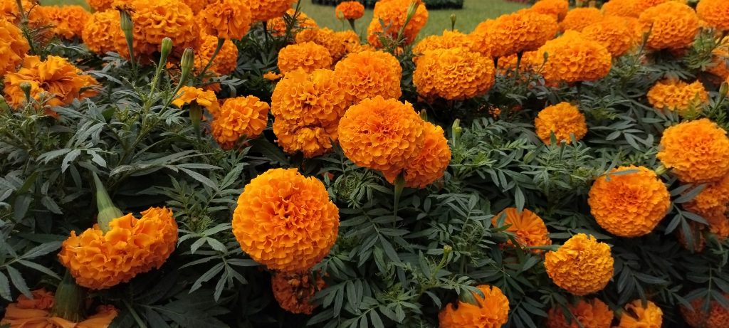 Orange Marigold at Lalbagh, India.