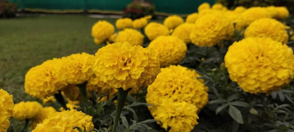 Yellow Marigold at Lalbagh, India