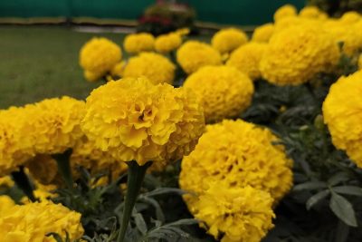 Yellow Marigold at Lalbagh, India