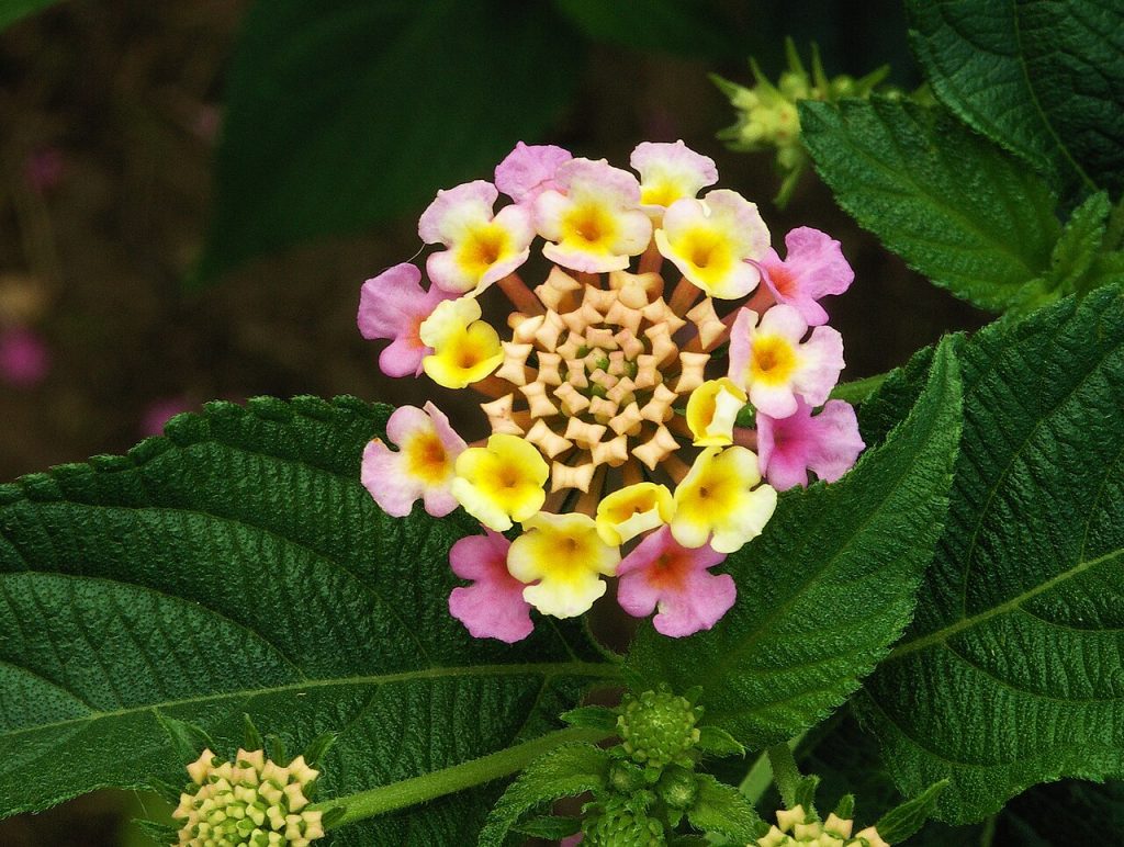 Lantana Flower