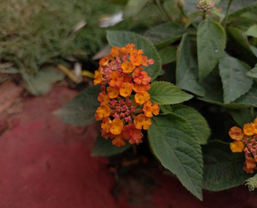 Lantana camara