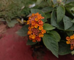 Lantana camara