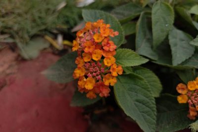 Lantana camara