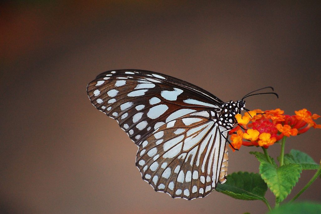 Blue Tiger butterfly on Lantana