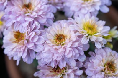 Lavender Chrysanthemum