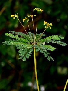 Little Tree Plant