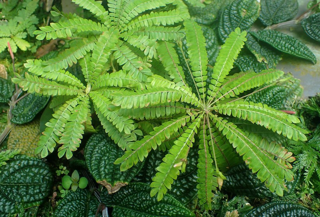 Little Tree Plant Leaves