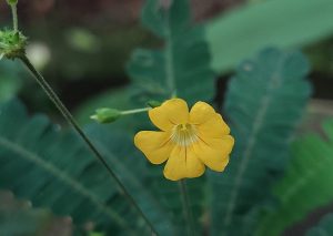 Little Tree Plant_flower