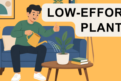 Beginner friendly Plants Featured Image