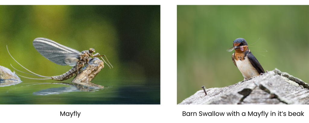 Mayflies, both adult and aquatic nymphs, are a good insects source for the birds.