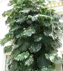 Monstera deliciosa_Swiss Cheese plant