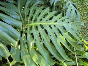 Monstera deliciosa_leaf