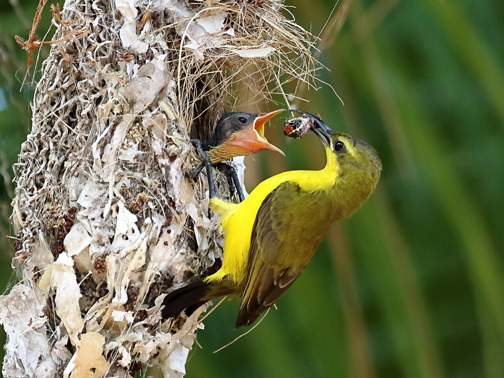 Olive-backed Sunbird Feeding it's Young