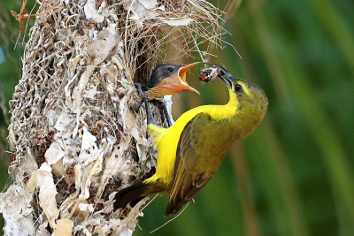 Olive-backed Sunbird Feeding it's Young