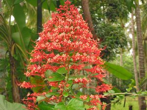 Pagoda Flower