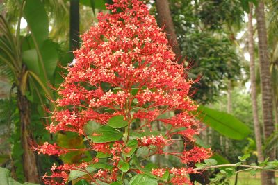 Pagoda Flower