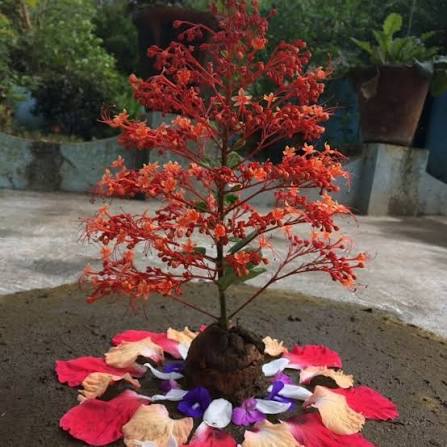 Pagoda Flower Pookalam