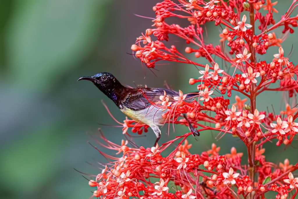 Pagoda Flower and sunbird