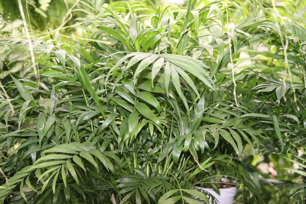 Parlor Palm (Chamaedorea elegans). Photo © Mokkie; reproduced under the Creative Commons Attribution-ShareAlike 3.0 Unported (CC BY-SA 3.0) license.
