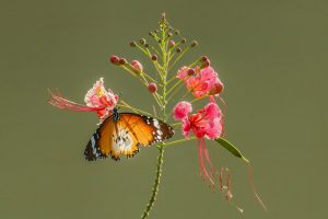 Peacock Flower with Plain Tiger Butterfly
