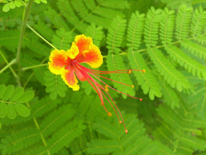Peacock flower