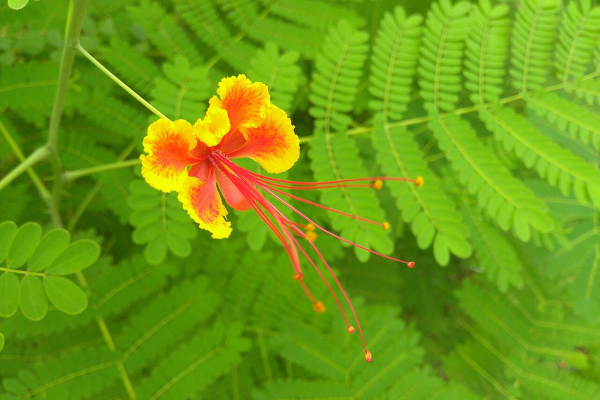 Peacock flower