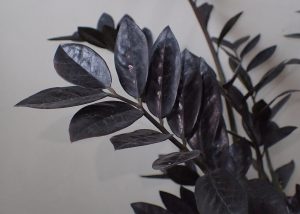Raven ZZ Leaves