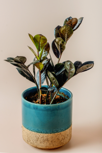 Raven ZZ_Potted