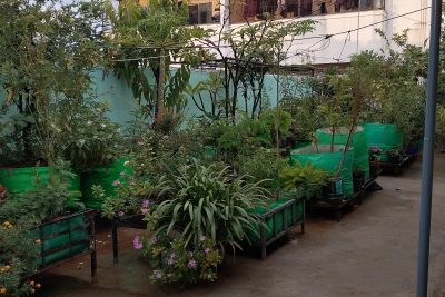 Rooftop Garden_Featured Image