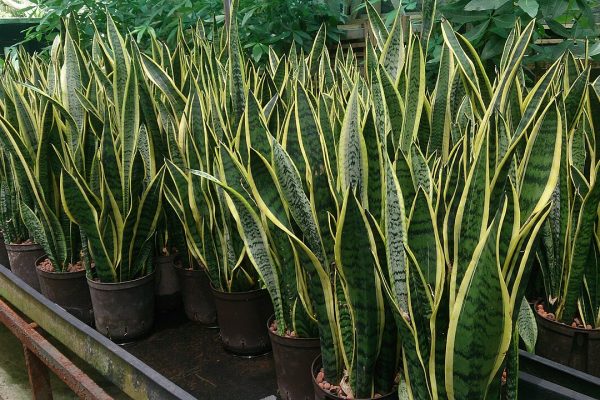 Snake Plant