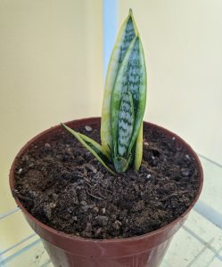 Snake plant_Young