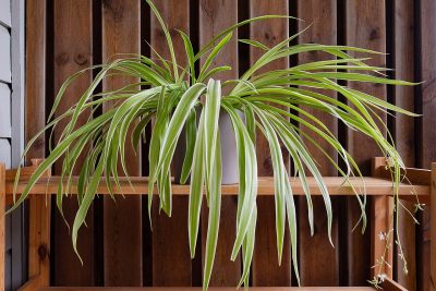 Spider plant with plantlets and flowers