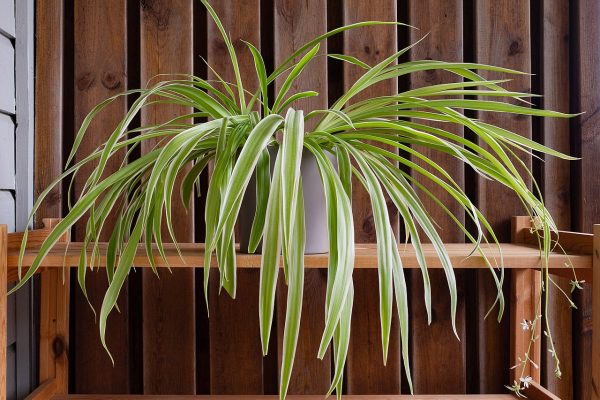 Spider plant with plantlets and flowers