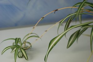 Spider plant_stolon