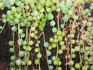 String of Pearls_Senecio rowleyanus