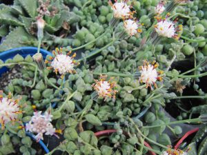 String of Pearls_Senecio rowleyanus_flowers