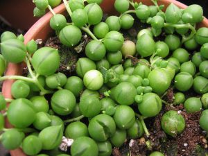 String of Pearls_Senecio rowleyanus_leaves