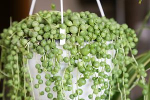 String of Pearls_Senecio rowleyanus)_plant