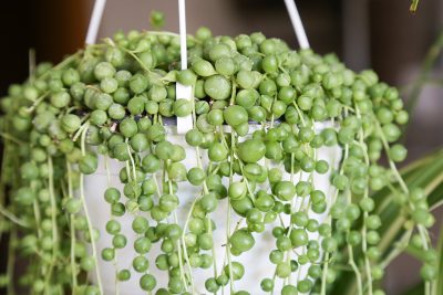 String of Pearls_Senecio rowleyanus)_plant