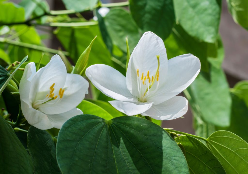 White Orchid Tree_Bauhinia acuminata