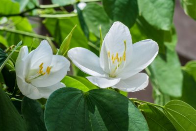 White Orchid Tree_Bauhinia acuminata