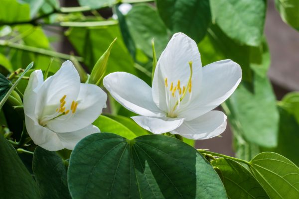 White Orchid Tree_Bauhinia acuminata