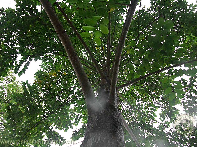 View from under a Kadamba tree. Photo by Vrindavan Lila (uploaded on Flickr), licensed as CC BY-ND 2.0