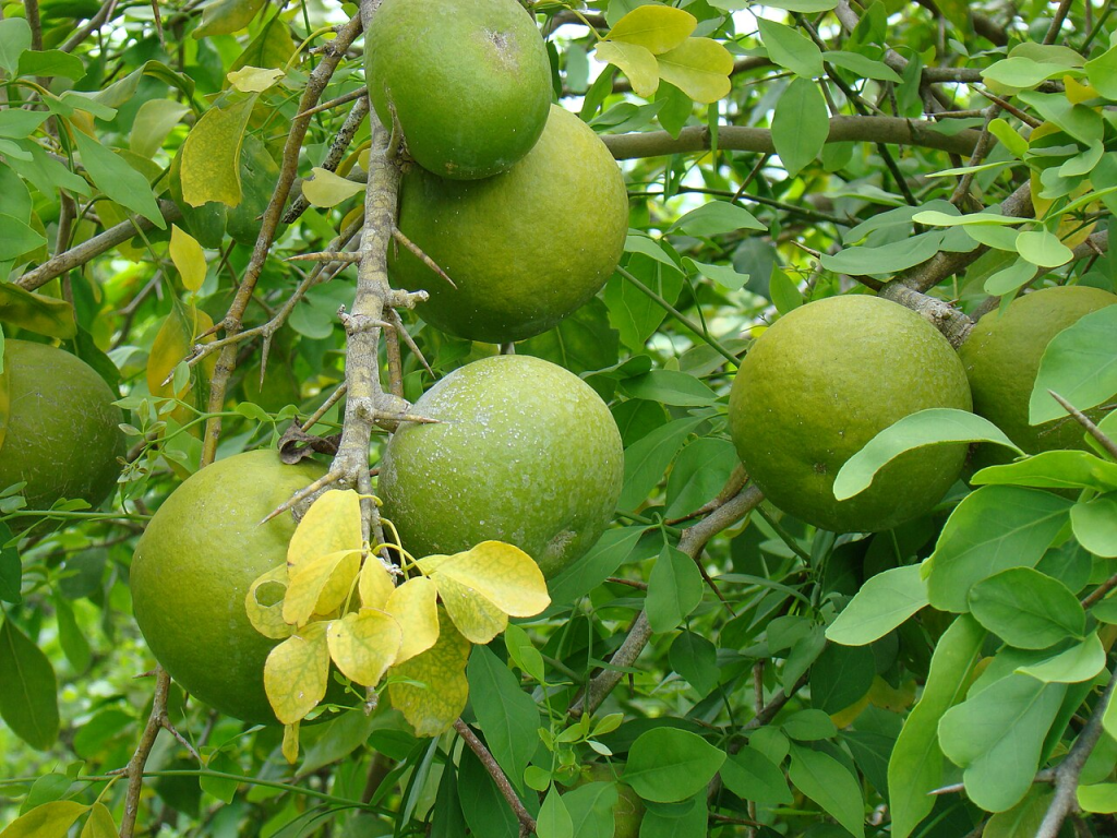 Bael Leaves and Fruit.