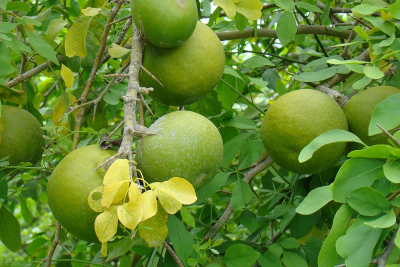 Bael Leaves and Fruit.